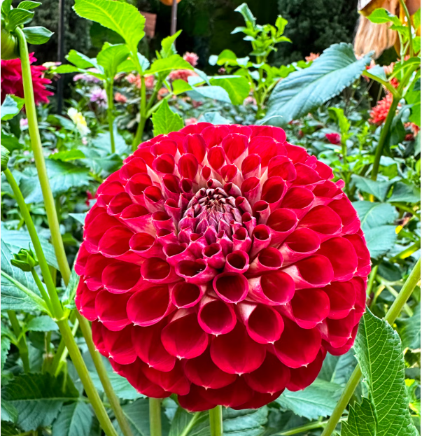 herbidsede